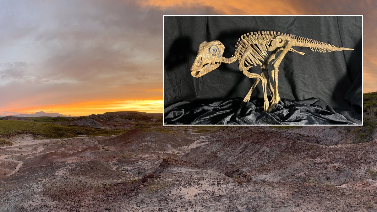 Happy #FossilFriday! The first known bones of #Maiasaura peeblesorum, state fossil of #Montana, were found in outcrops of the #WillowCreekAnticline. Recognized as an International Geoheritage Site, this area revealed the first #dinosaur eggs &amp; babies in the western hemisphere.