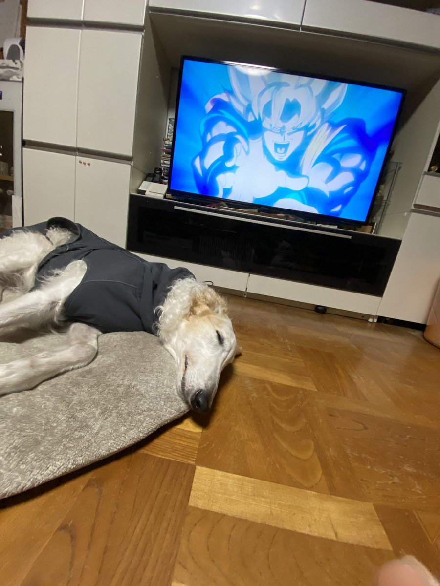 がんぼるぞい®︎ 💪🐶✨borzoi ボルゾイ tweet media