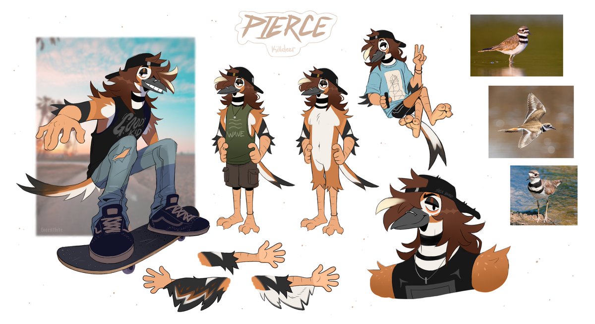 ForestBite's tweet photo. Killdeer bird sona 🌊 https://t.co/iWKpK8nhna