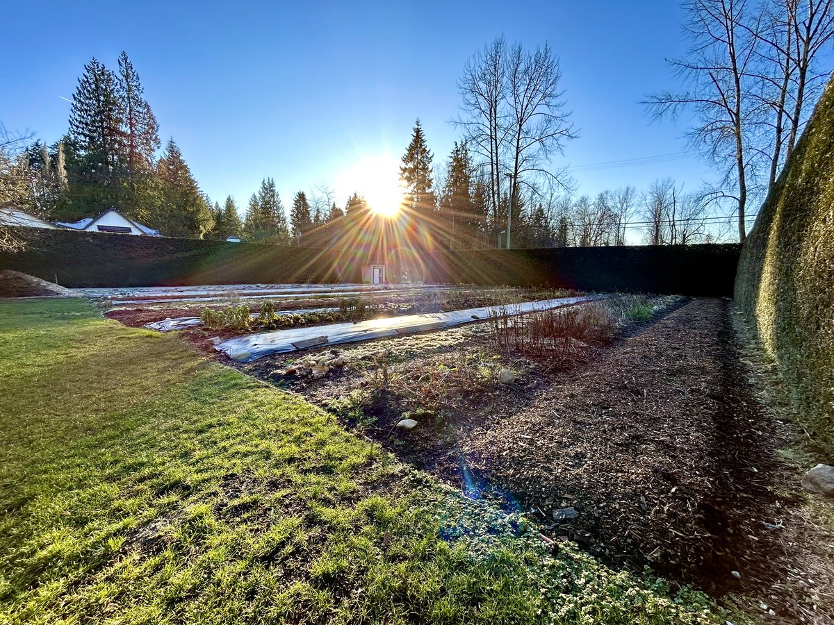 EastRidgeFarms's tweet photo. What a nice day!  Down to the last 6lbs of garlic!  Mostly cloves and a few bulbs.  Some is starting to sprout but it is still perfectly edible, just eat ASAP or freeze. 

#farmdirect #smallfarm #marketgarden #farmtotable #local #natural #vegetables #garlic #farmfreshfriday https://t.co/8dl0POfjdo