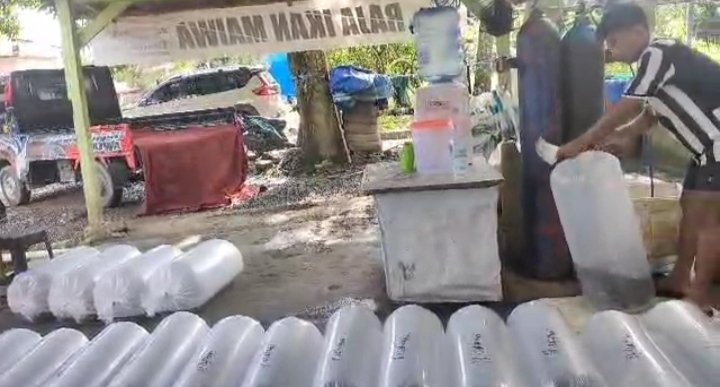 rhyna_amir's tweet photo. Sabtu,25/1/25,Rina Ariana Amir,Luhkan Enrekang laporkan panen benih nila anggota Pokdakan Masfonso (Herman) di Kel. Bangkala, Maiwa 10.000 ekor size 5-7 cm Harga 500/ekor
#Luhlapor #produksi #panen
#GiatLuhkanSatminkalMaros
@BRPBAP3_Maros @pusluh_bppsdm https://t.co/sXOzzOOYNm