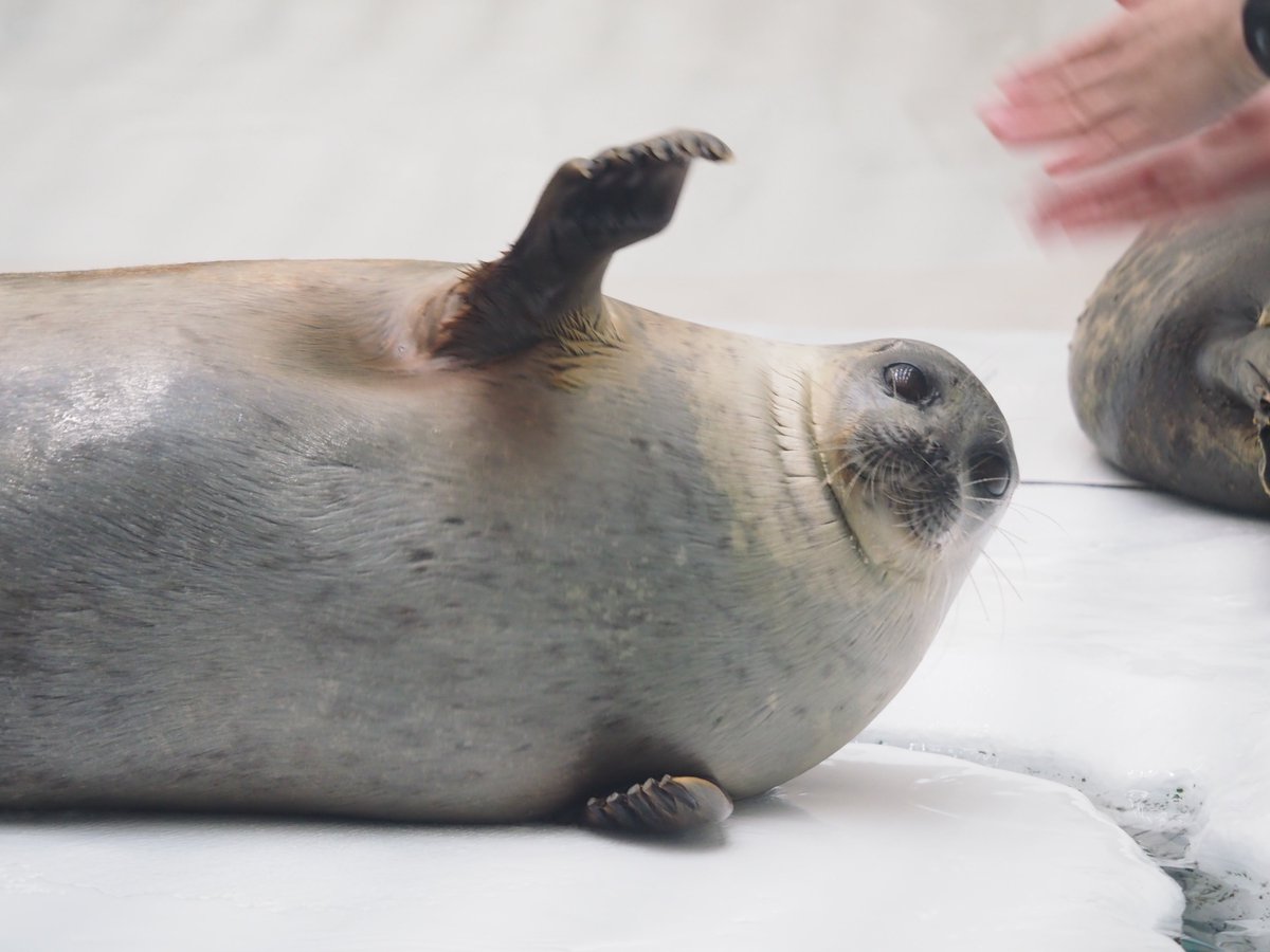 icetdn1's tweet image. おててパチパチアラレちゃん

2024.11撮影
#海遊館
#ワモンアザラシ