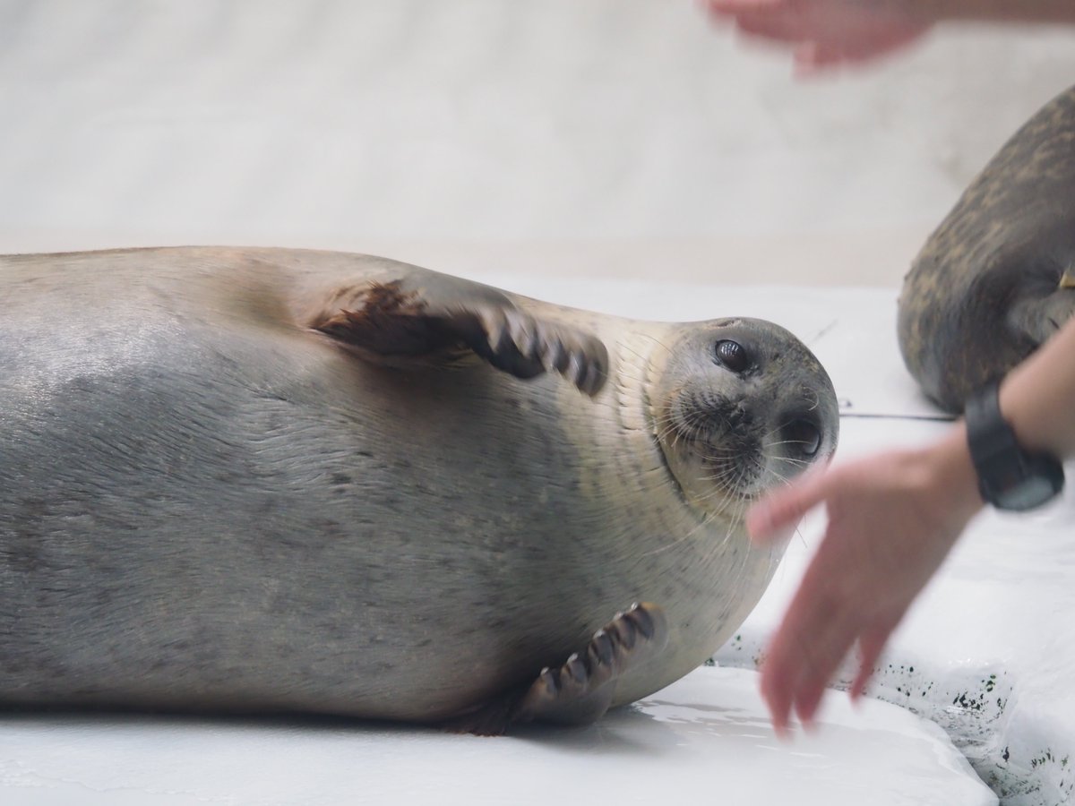 icetdn1's tweet image. おててパチパチアラレちゃん

2024.11撮影
#海遊館
#ワモンアザラシ