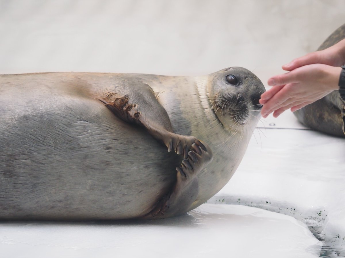 icetdn1's tweet image. おててパチパチアラレちゃん

2024.11撮影
#海遊館
#ワモンアザラシ