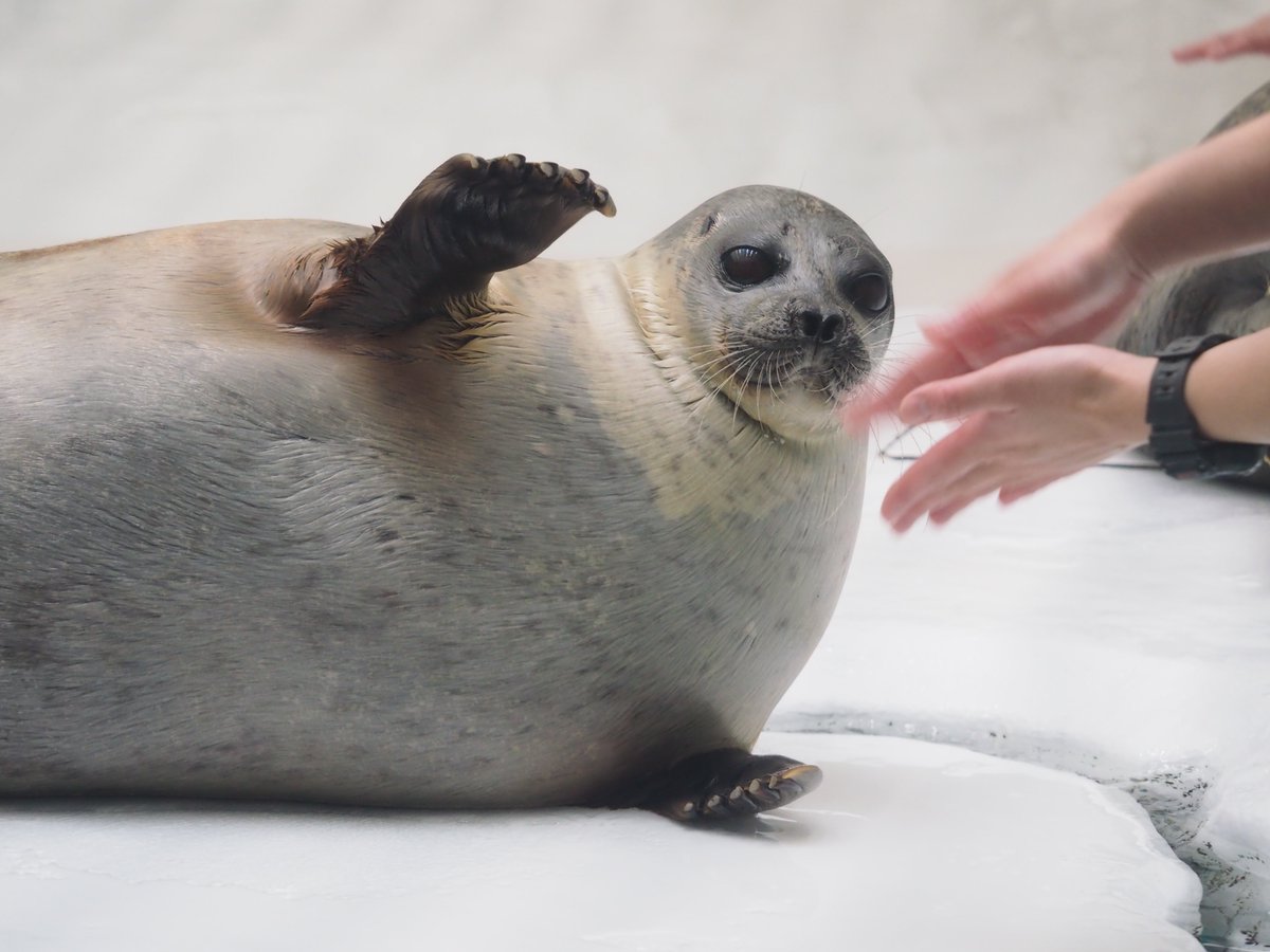 icetdn1's tweet image. おててパチパチアラレちゃん

2024.11撮影
#海遊館
#ワモンアザラシ