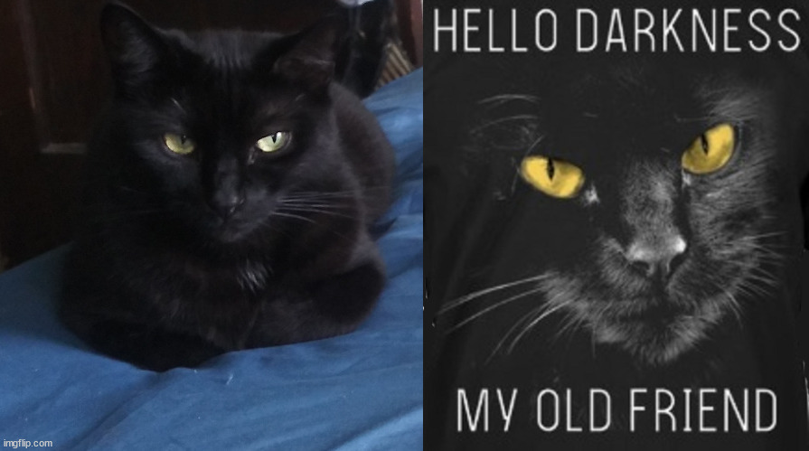 ♌️Leo friend of the Feral "O-T" tweet media