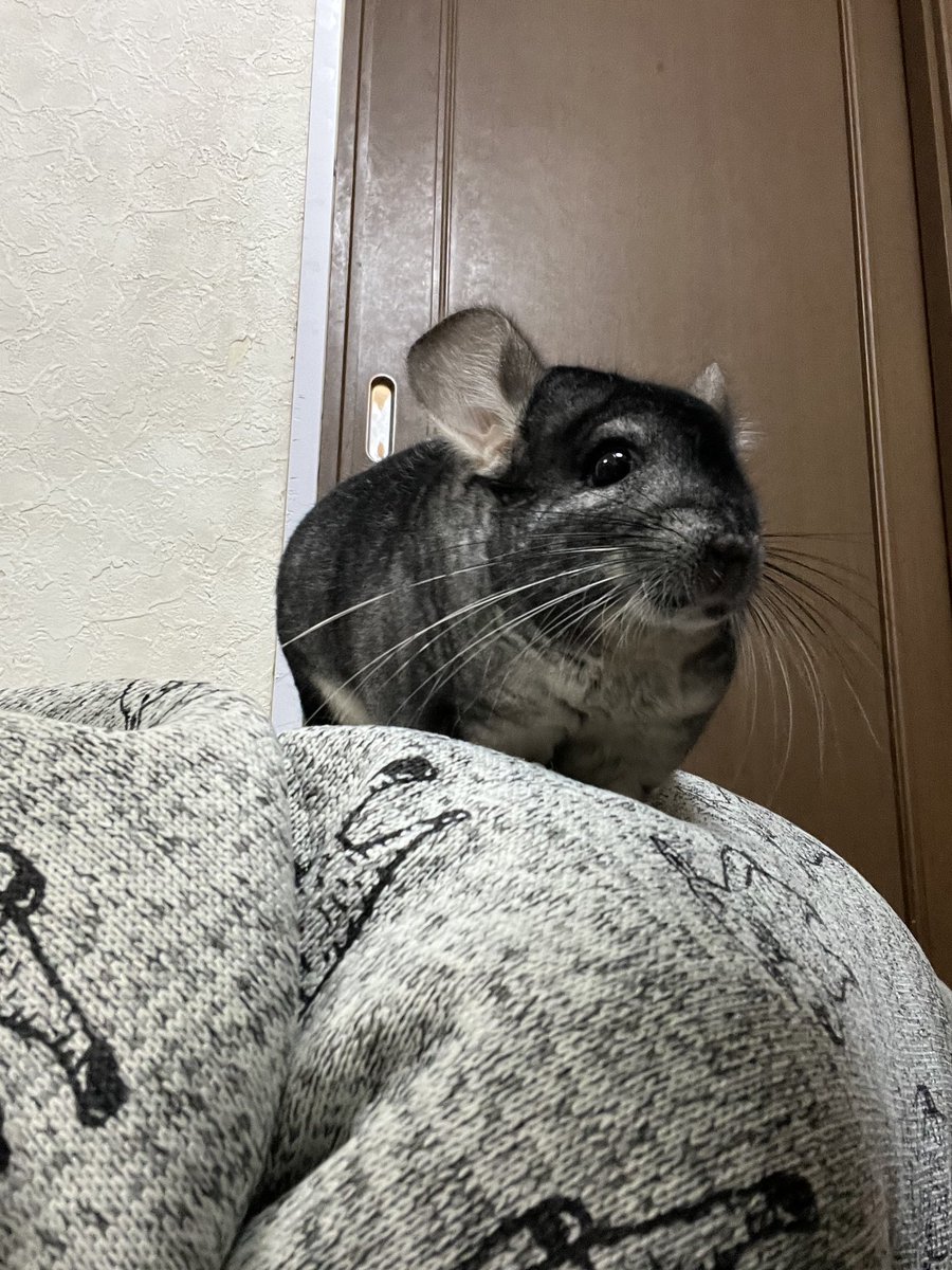 kotetsu_chilla's tweet image. 🐭お姉ちゃんの背中は僕の休憩場所

😥この体制、そろそろしんどいんですが💦

 #チンチラ