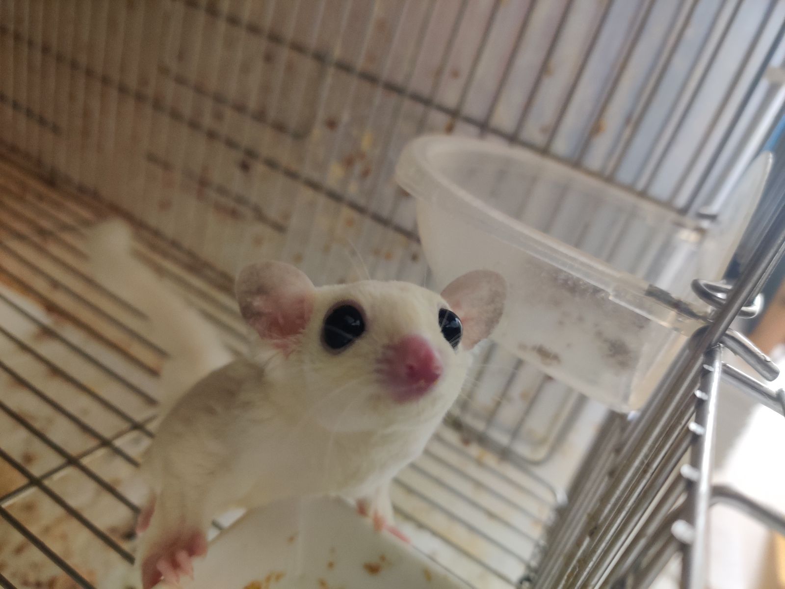 フクロモモンガ  オーダーページ フクロモモンガ モザイク♂【新しい家族が決まりました