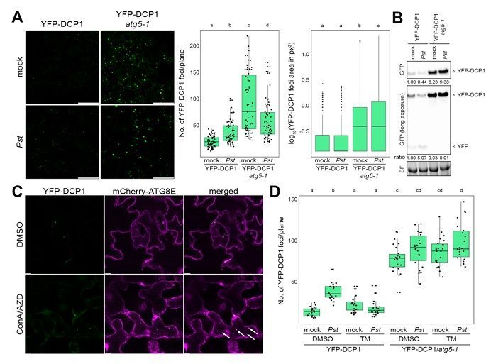 Effector-triggered processing body formation attenuates host translation via ER stress responses and autophagy upon bacterial infection 

biorxiv.org/content/10.110… 
♻️
