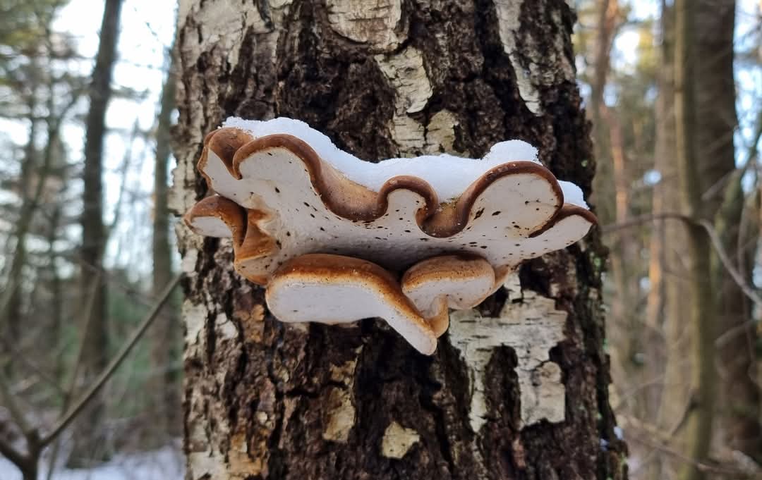 IvnKnnvAssen's tweet photo. Winterzwammenwandeling Asserbos 8 februari

Denk jij ook dat paddenstoelen alleen maar in de herfst groeien? Gidsen van de Paddenstoelenwerkgroep van IVN-KNNV Assen laten je op zaterdagmiddag 8 februari kennismaken met winterzwammen:

https://t.co/wk7zJg93I1 https://t.co/i2rQIqcEHA