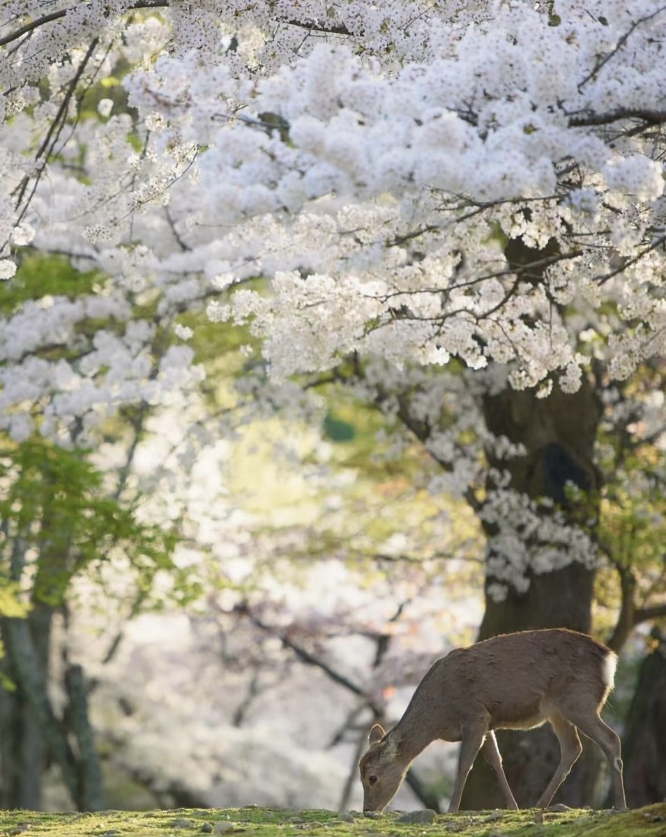 DonnaMartin87's tweet photo. A fairy in a sea of flowers. #deer https://t.co/QAKgF7zbnz
