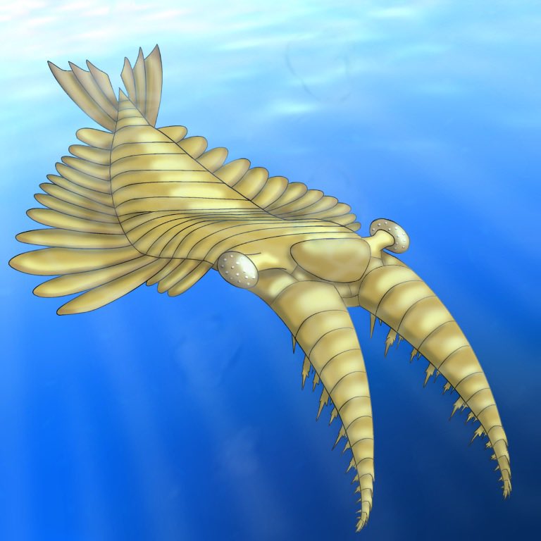 usutabimoth's tweet photo. バージェス動物群(Burgess fauna)より
全身全霊でアノマロカリス(Anomalocaris canadensis)を描きました!
#古生物 #ラディオドンタ類 #アノマロカリス #paleoart #cambrian #Radiodonta #Anomalocaris https://t.co/t4CMRMFNV4