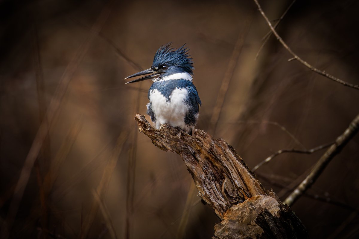 Michael Gillman tweet media