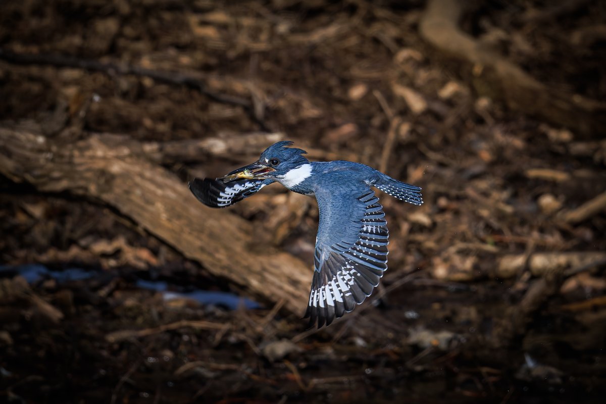 Michael Gillman tweet media