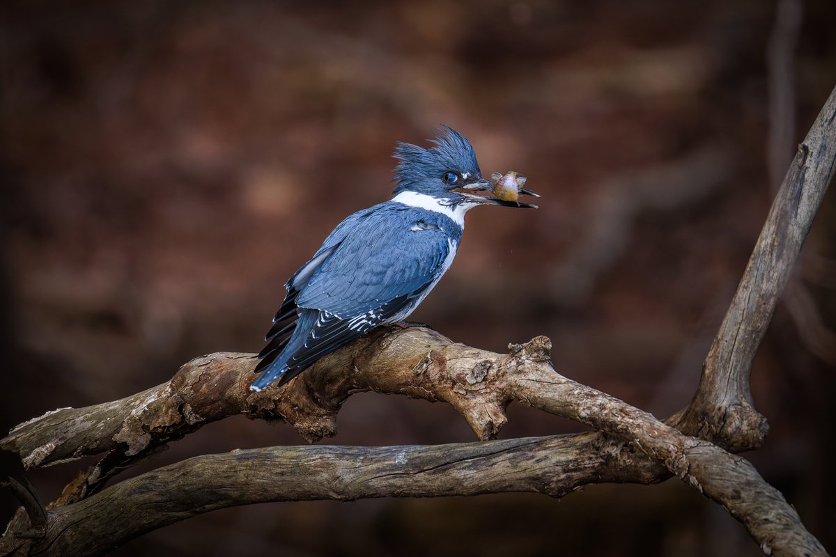 Michael Gillman tweet media