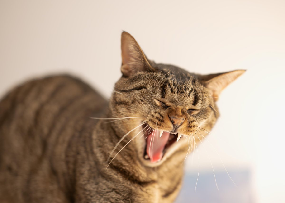 Why you should have a cat tweet media