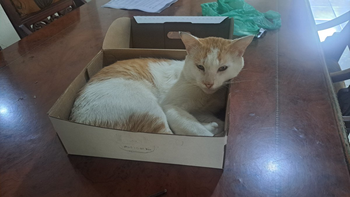 TUtoArtistOG's tweet photo. Mi gato theodoro murio, mi hermoso gato cuanto te amo, espero que nos encontremos cuando yo tambien me vaya d este mundo

Me gustaria que lo dibujen y rendirle homenaje a mi principe

Que el legado de theodoro nunca acabe

#theodorogatoamarillo https://t.co/ukB8dfXCZe