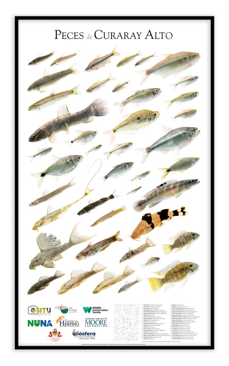 FishInTheNews's tweet photo. Check out these three lovely posters showcasing the amazing fish biodiversity of the Curaray River in eastern Ecuador and Peru. All three posters are available to download (for free) &amp; print here - 
🔗 https://t.co/xYP9QC0Kxy https://t.co/DzPvVECrui