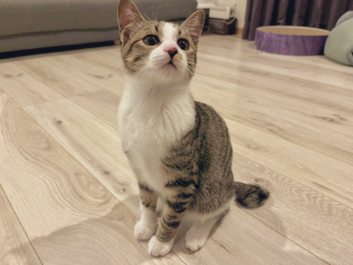 mop2525's tweet photo. 我が家の1ワン3ニャン🐕🐈🐈‍⬛🐈
#リトルエルフ からきたサスケ(3)
#保護猫 のくまお(2) うさお(1) 
新入りのみかん(0)🩷🩷🩷 https://t.co/Xw5zNlP5qT