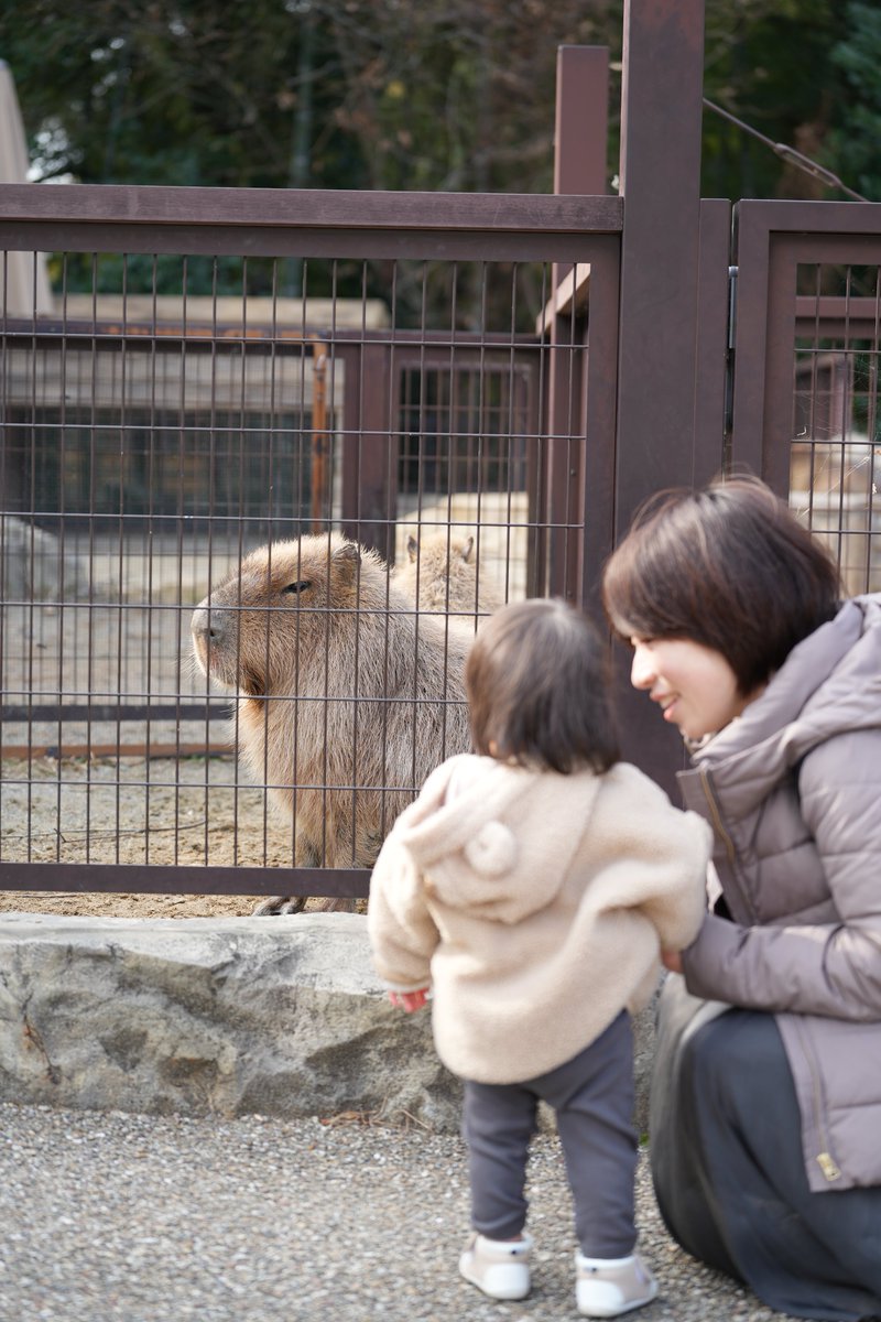 burgerking_lov3's tweet photo. 動物園行ってきた
娘がもう少し動物わかるようになったらオリジナルの動画図鑑作ってみたい
この時ビビってたとか動物の様子がどうだったとかコメント添えたりして📝
楽しみが増えた😊 https://t.co/JYVzOsnmHh