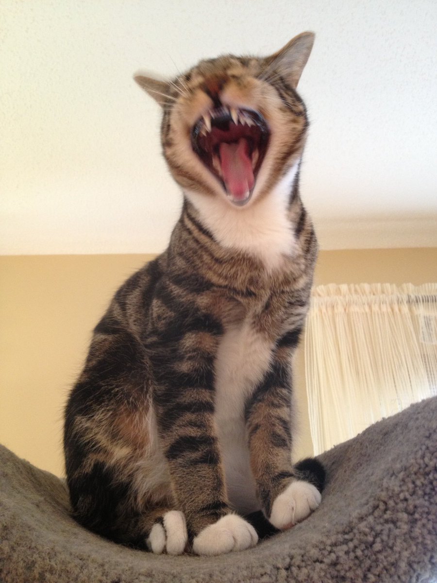 JKawate's tweet photo. @ShouldHaveCat https://t.co/KgSs0Rvxl1