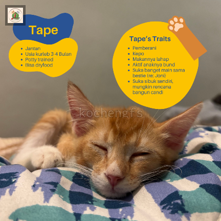 kochengfs's tweet photo. [OPEN ADOPT]

Kcg! Mau open adopt 2 rescue kami, Joni &amp; Tape. Krn rescue kami masih banyak. Kalau bisa lgsg dua2nya krn mereka bersahabat. 

Syarat &amp; ketentuan di gambar yaa. Yang pasti harus sayang yaa. Ini aja istri bikin gambarnya sambil nangis krn sedih (cont) https://t.co/DCFwXliiWF