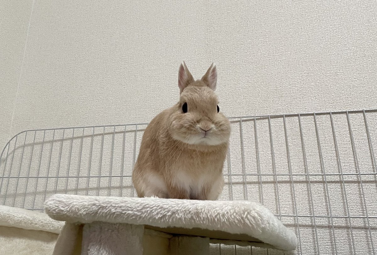 rabbit_ki_ki's tweet photo. こんにちは☀️
ききは元気だよ🐰

いつもTLに癒しを運んでいるうさぎさんたち、ありがとうございます🙇‍♀️
1匹でも多くうさぎさんが幸せになってほしいと願うばかりです🥲 https://t.co/S580d4sRjm