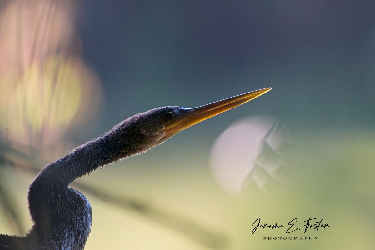 buggyfresh78's tweet image. "#Profiling" - A female #Anhinga shows off her best side. Tacarigua, #Trinidad.
.
.
.
#Birds #birdwatching #wildlife #animals #birdphotography #caribbean #BirdsSeenIn2024