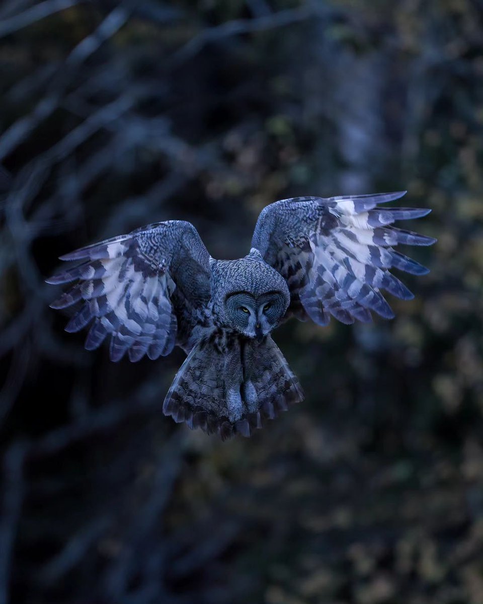 sepuhapesatu's tweet photo. Elegance  in motion—this majestic owl takes flight, a symbol of freedom and beauty 🦉✨ #WildlifePhotography #OwlInFlight #BirdPhotography #NaturePhotography #WildlifeLovers #FeatheredFriends #IntoTheWild #WingsOfBeauty #AnimalKingdom #ExploreNature" https://t.co/me49PsJE3R