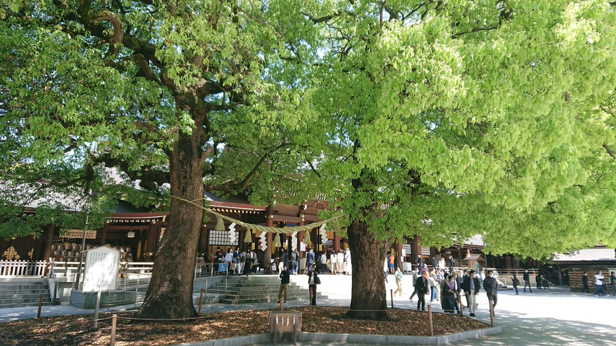 MiloudInes's tweet image. 静かな神社を散策し、自然と伝統の完璧な融合を体験してください。 🌿 このような時間はいつも人々にリラックスと平和を感じさせます✨