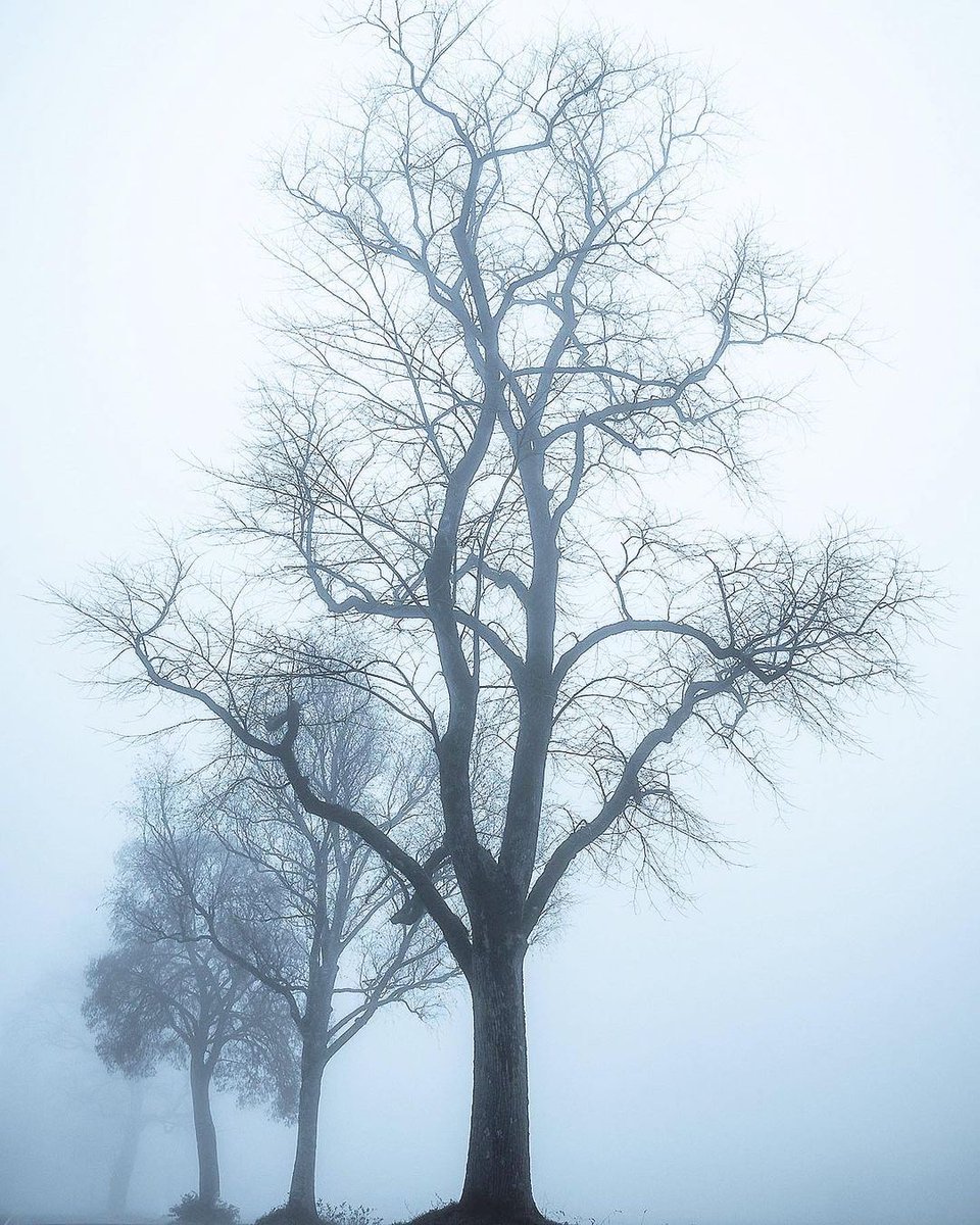 MISTS AND SHADOWS❄️📷

#NaturePhotography #SnowyLandscape #MistyMorning #WinterWonderland #IntoTheWild #SereneNature #LandscapeLovers #FrozenBeauty #NatureLovers #ExploreNature