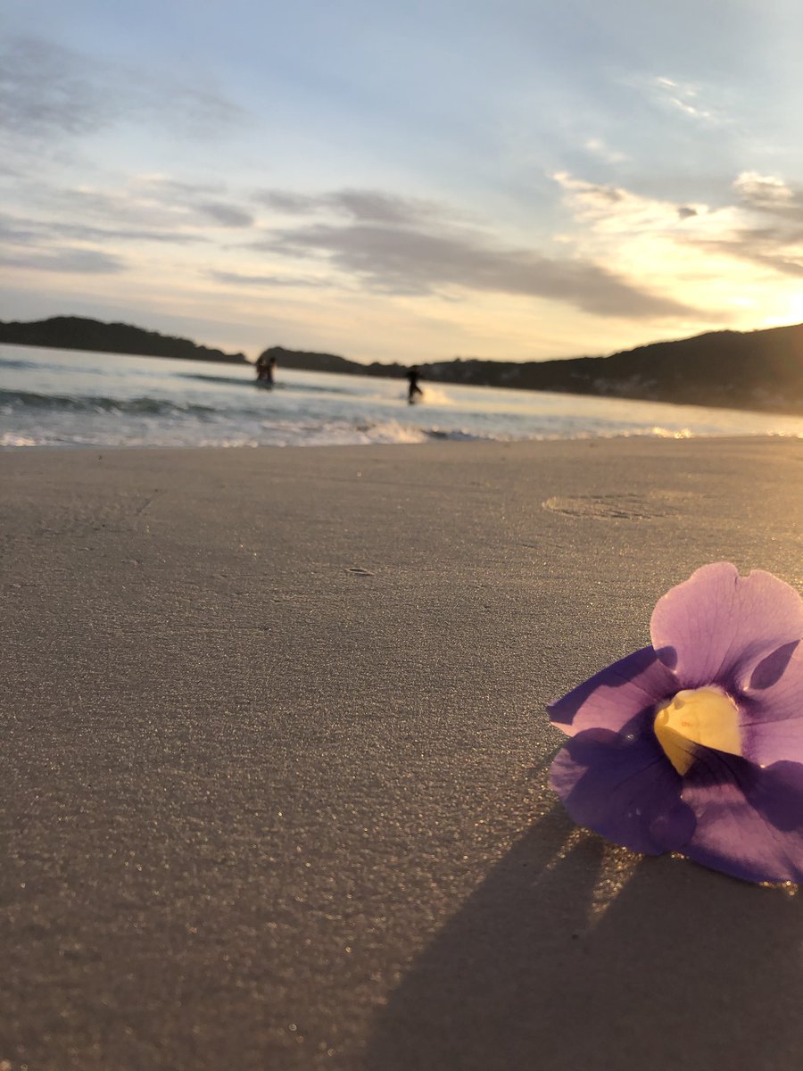 BiancaBarrien12's tweet photo. 🌺 🌅 https://t.co/liqniGOGSs