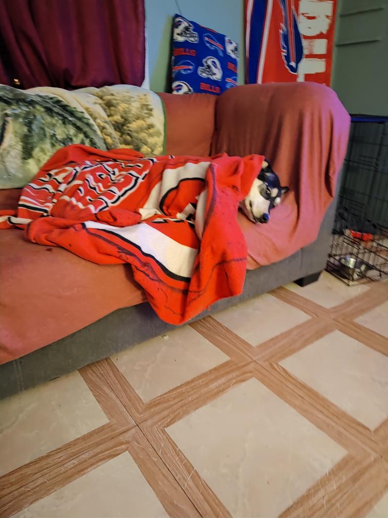 My Reds husky in NY loving it. <a href="/Reds/">Cincinnati Reds</a> #Reds #LetsgoReds