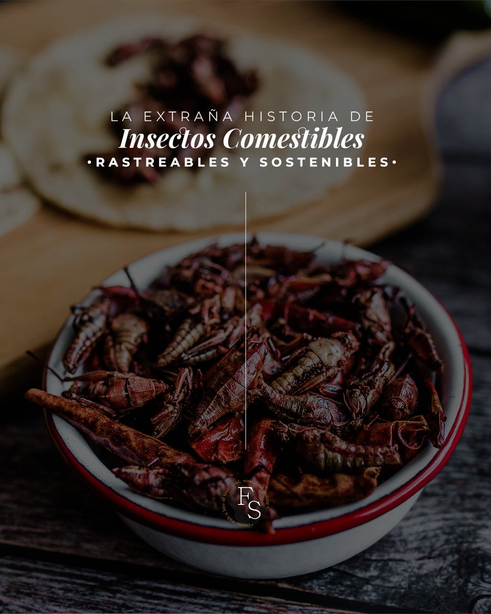 En el corazón de la sostenibilidad, la trazabilidad como un pilar esencial, los insectos comestibles no son la excepción. En granjas de última generación, donde cada detalle es meticulosamente cuidado desde la dieta de los insectos hasta las condiciones óptimas de sus hábitats,