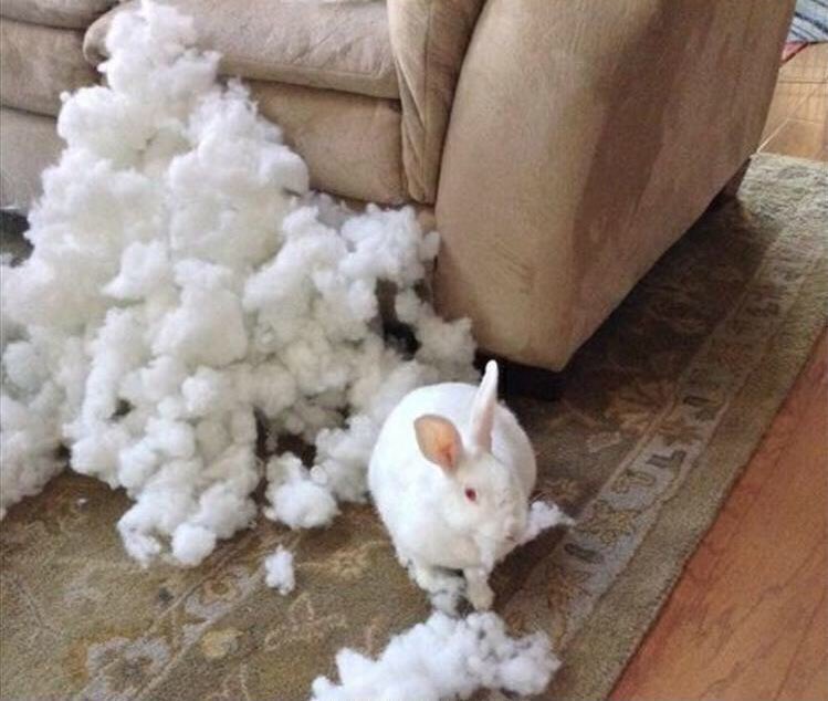 AgathaChocolats's tweet photo. In six words or fewer, write a story about this photo.
#sixwordstory #WritingCommmunity https://t.co/xVf44ybW3y