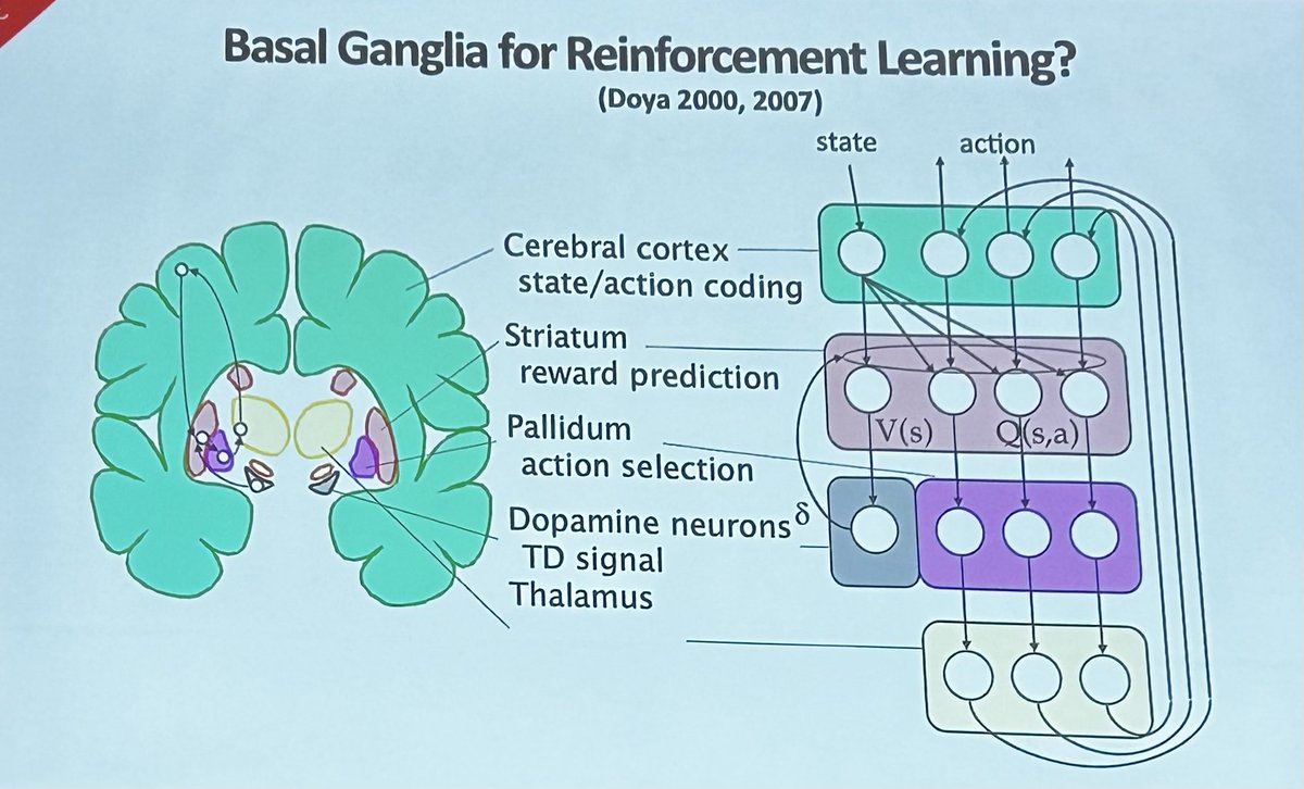 ChoLab_Synapse's tweet image. Prof Kenji Doya @OISTedu give a plenary lecture about #computational neuroscience, reward robotics model, digital brain at the 6th Japan-UK Neuroscience Symposium. Very interesting 👏 👏 @The_MRC 🇬🇧 @AMED_officialJP 🇯🇵