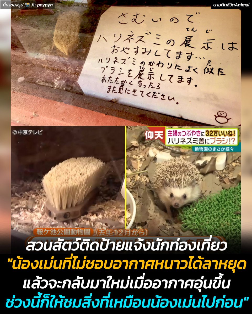 AnimalFW_TH's tweet photo. สวนสัตว์คุระกาอิเคะ  ประเทศญี่ปุ่น ได้ติดป้ายแจ้งนักท่องเที่ยวเกี่ยวกับการจัดแสดงเม่นแคระที่ต้องหยุดพักชั่วคราว เนื่องจากอากาศหนาวเย็นเกินไปสำหรับน้องเม่น จึงขอให้ชมสิ่งที่เหมือนน้องเม่นไปก่อน จนกว่าอากาศจะเป็นใจกว่านี้ 🦔😳🤣
น้องเม่น : ชมสแตนของเราไปก่อนนะนุด 

ข้อความบนป้ายระบุว่า
"เนื่องจากอากาศหนาว การจัดแสดงเม่นแคระขอหยุดไว้ชั่วคราว... เราได้นำแปรงที่มีลักษณะคล้ายเม่นแคระมาแสดงแทน โปรดกลับมาเยี่ยมชมอีกครั้งเมื่ออากาศอบอุ่นขึ้น"

สิ่งที่ทำให้เราตลกก็คือ "แปรงทำความสะอาด" ที่ถูกนำมาจัดแสดงแทนน้องเม่นแคระ มีการวาดดวงตาและจมูกให้ดูคล้ายเม่นแคระจริง ๆ ดูน่ารักกกก ช่วยสร้างรอยยิ้มและเสียงหัวเราะให้กับผู้ที่มาเยี่ยมชม

สำหรับนักท่องเที่ยวที่อยากชมเม่นแคระตัวจริง จะต้องรอถึงช่วงหลังเดือนเมษายน ซึ่งอากาศจะอบอุ่นมากพอสำหรับการจัดแสดงอีกครั้ง (หยุดตั้งแต่ธันวาคม)

เรียบเรียง 🖋️ แอดเพา
ที่มาของรูป 📸 X : ppypyn