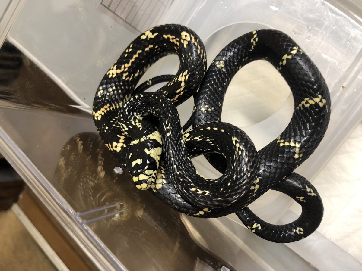 入荷情報〜 メキシカンタイガーラットスネークが入荷しました‼️ 男心