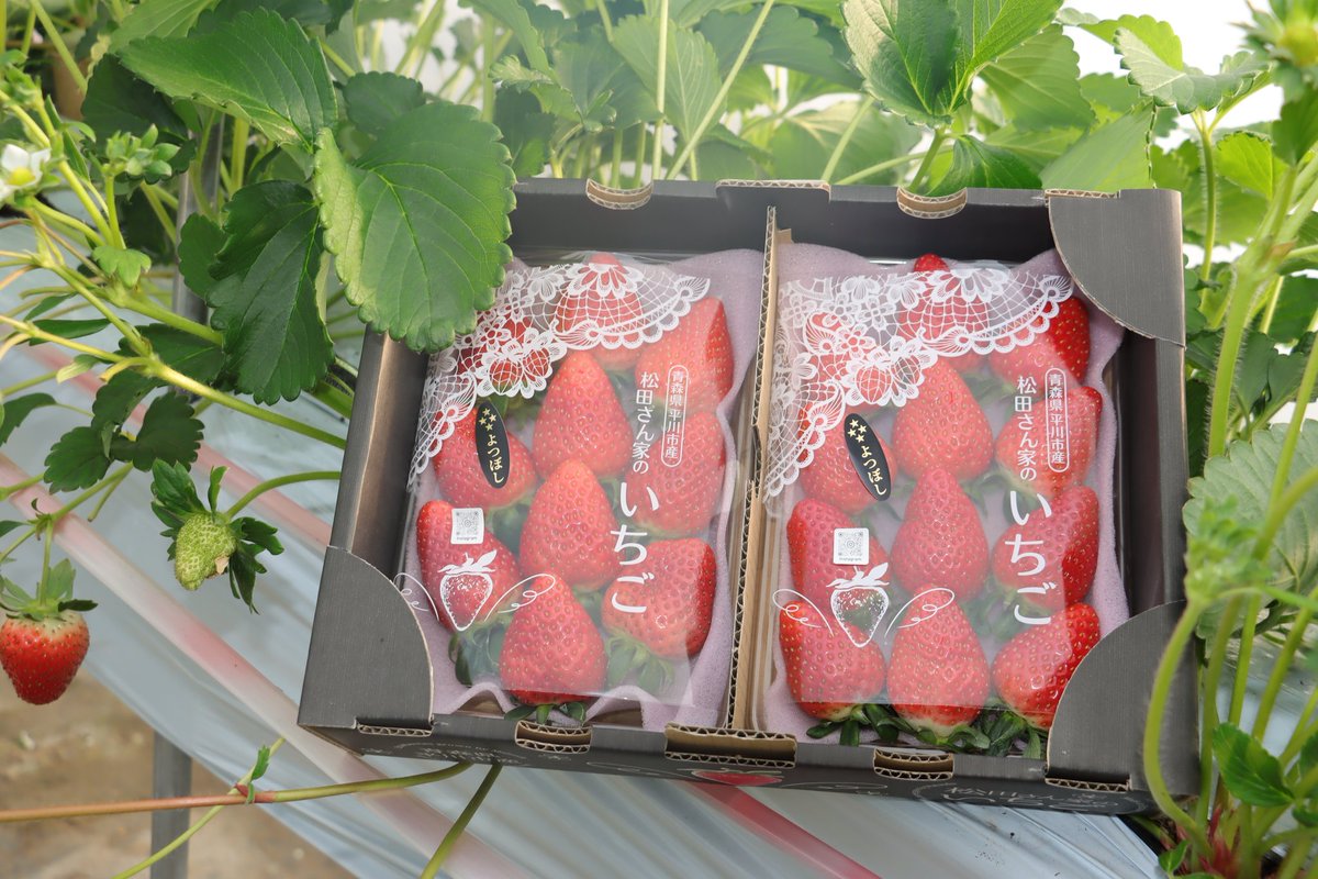 平川市でいちご等を生産する #ネクストジェネレーションファーム をご