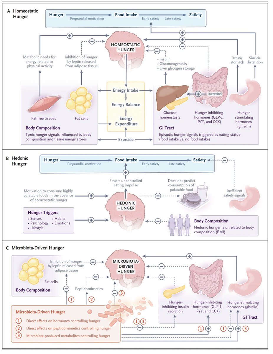 Miksi ihmisellä on nälkä? Erinomainen katsaus  <a href="/NEJM/">NEJM</a>. nejm.org/doi/full/10.10…
