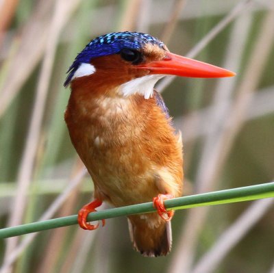 EscapeAdventur1's tweet photo. Uganda is a birdwatcher’s paradise, boasting over 1,080 bird species, making it best birding destinations in Africa.Its diverse habitats,including forests, wetlands,savannahs,&amp; lakes, attract a wide range of species.For more contact us on escapeadventuretours@gmail.com https://t.co/acy3wAG9zC