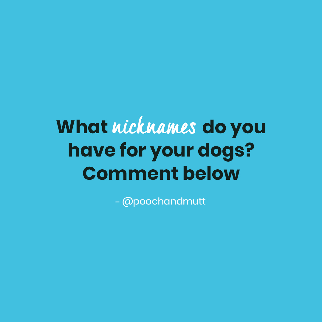 Fluffy bum, cuddle monster, poochy...

Comment yours below 👇

#PoochandMutt #DogQuotes #DogQuote  #Meme #Quotes