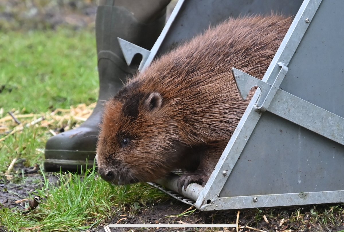 Hawkandowluk's tweet photo. 🐾 Exciting news from Sculthorpe Moor! 🌿 We’re vet-checking & microchipping our beaver friends! 🦫💚 These furry engineers are vital for our ecosystem. Stay tuned for their incredible journey! 📸✨ #BeaverWatch #NatureConservation https://t.co/fn9eFBlRJ1