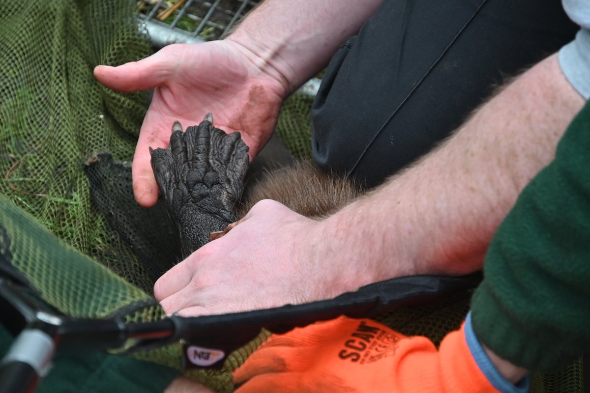 Hawkandowluk's tweet photo. 🐾 Exciting news from Sculthorpe Moor! 🌿 We’re vet-checking & microchipping our beaver friends! 🦫💚 These furry engineers are vital for our ecosystem. Stay tuned for their incredible journey! 📸✨ #BeaverWatch #NatureConservation https://t.co/fn9eFBlRJ1