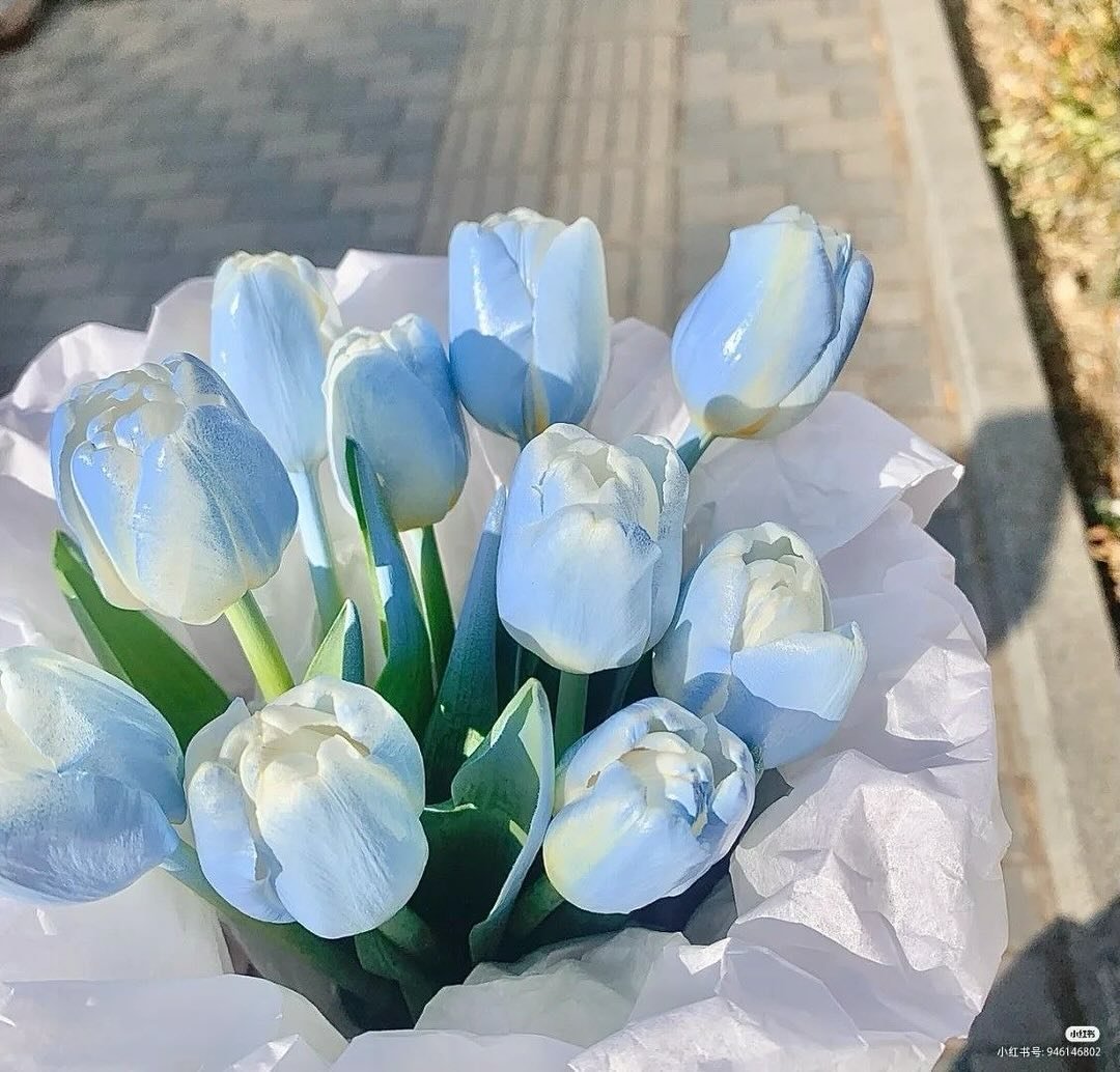 heart_jpg's tweet photo. blue flowers 💙 https://t.co/wxfMq4Rna8