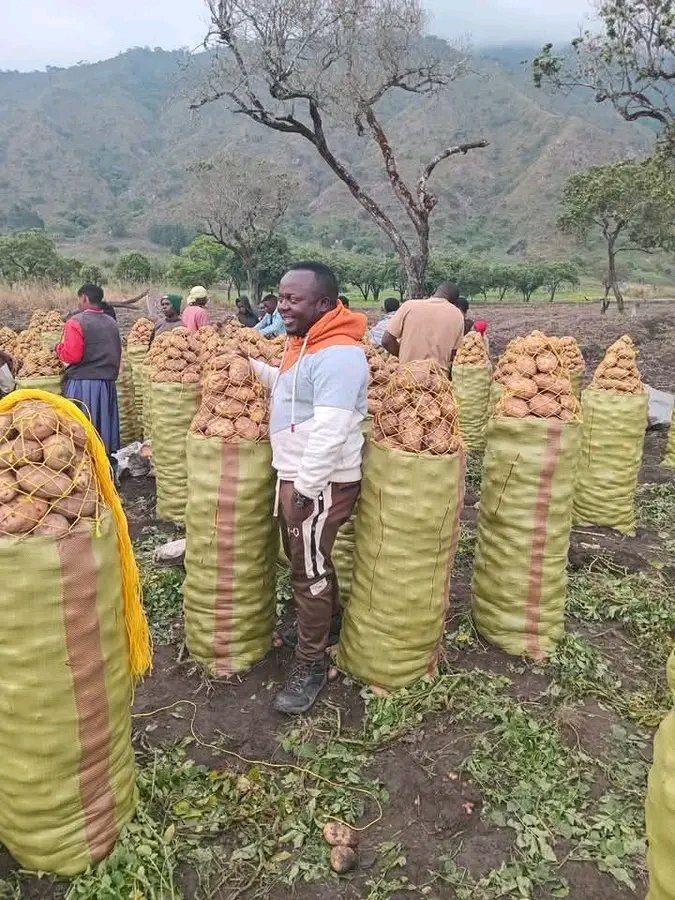 calleb_25's tweet image. 1.MAANDALIZI YA SHAMBA
✅️ kukodi shamba 100k
✅️ kupiga jembe na kusawazisha 80k

2.MBEGU NA KUPANDA
✅️mbegu bora za viazi mfuko ni wa kilo 50 ni tsh 120k. Inahitaji mifuko 10 kwa ekari = 1.2m 
✅️Gharama za upandaji 100k

3.MBOLEA NA DAWA
👇👇👇