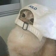 Draco__88's tweet photo. ronin just opened up their chain and my two plays/ thesis are simple. 

First dog &amp; first cat memecoin. 

$KAT- @Kat_On_Ronin 
$KOKU- @Kokutheshikoku 

simple. https://t.co/eFM4j9dcsF