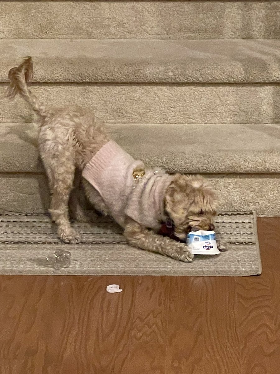 ConvoMePodcast's tweet photo. @FAGEUSA her name’s Tesla &amp; she said I should ask you if you can give her a lifetime supply of her favorite treat so she doesn’t have to keep eating all the way through the container just to relive the deliciousness. You can send me the coupons &amp; I’ll do the grocery run 4 her😉 https://t.co/DX84Sem8M9