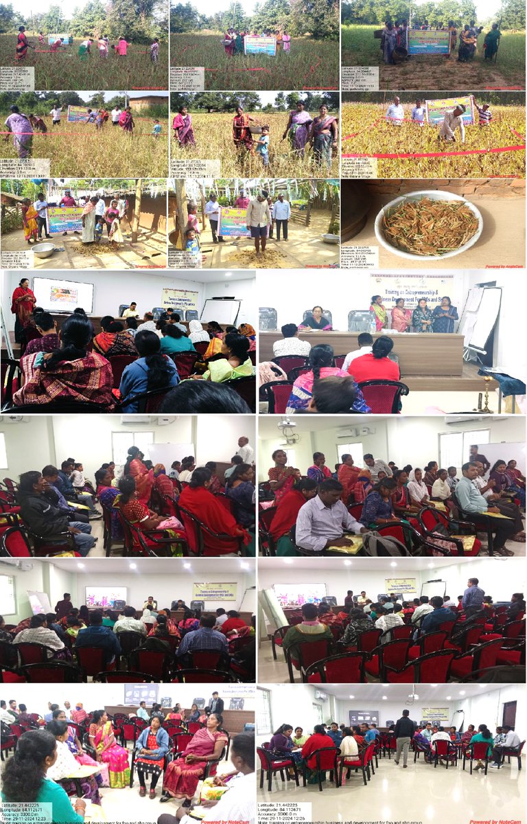 thdkalahandi's tweet photo. Crop Cutting Experiment (CCE) along side the training on Entrepreneurship &amp; Business Development for SHGs &amp; staff of Thuamul Rampur FPCL at Jujumura block of Sambalpur district under Shree Anna Abhiyan.@DmSambalpur  @cdaosambalpur1 @MilletsOdisha @WASSANIndia @krushibibhag https://t.co/ISL7qCkQEY