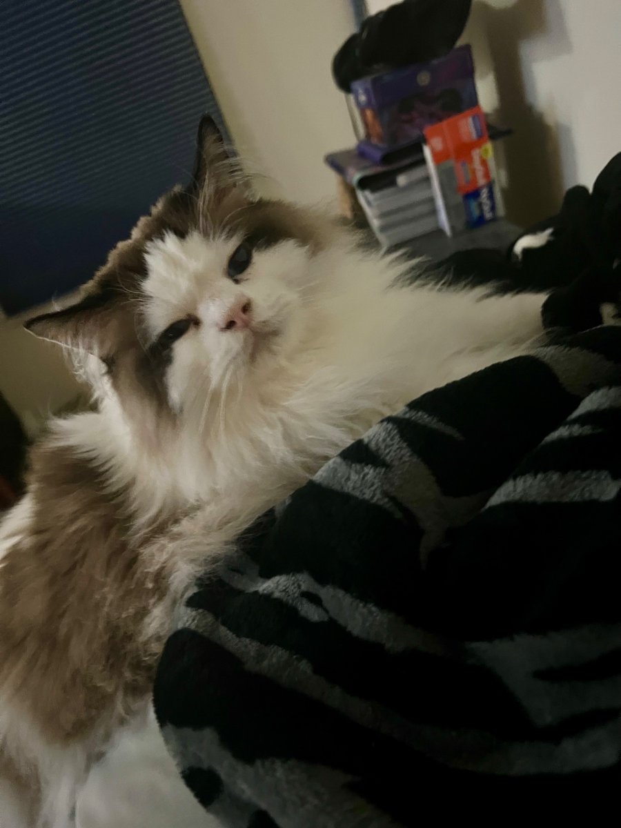 Loreley672's tweet photo. My child stole my @TwinParanormal blanket it…had it all of five minutes https://t.co/feVgOJoWqO